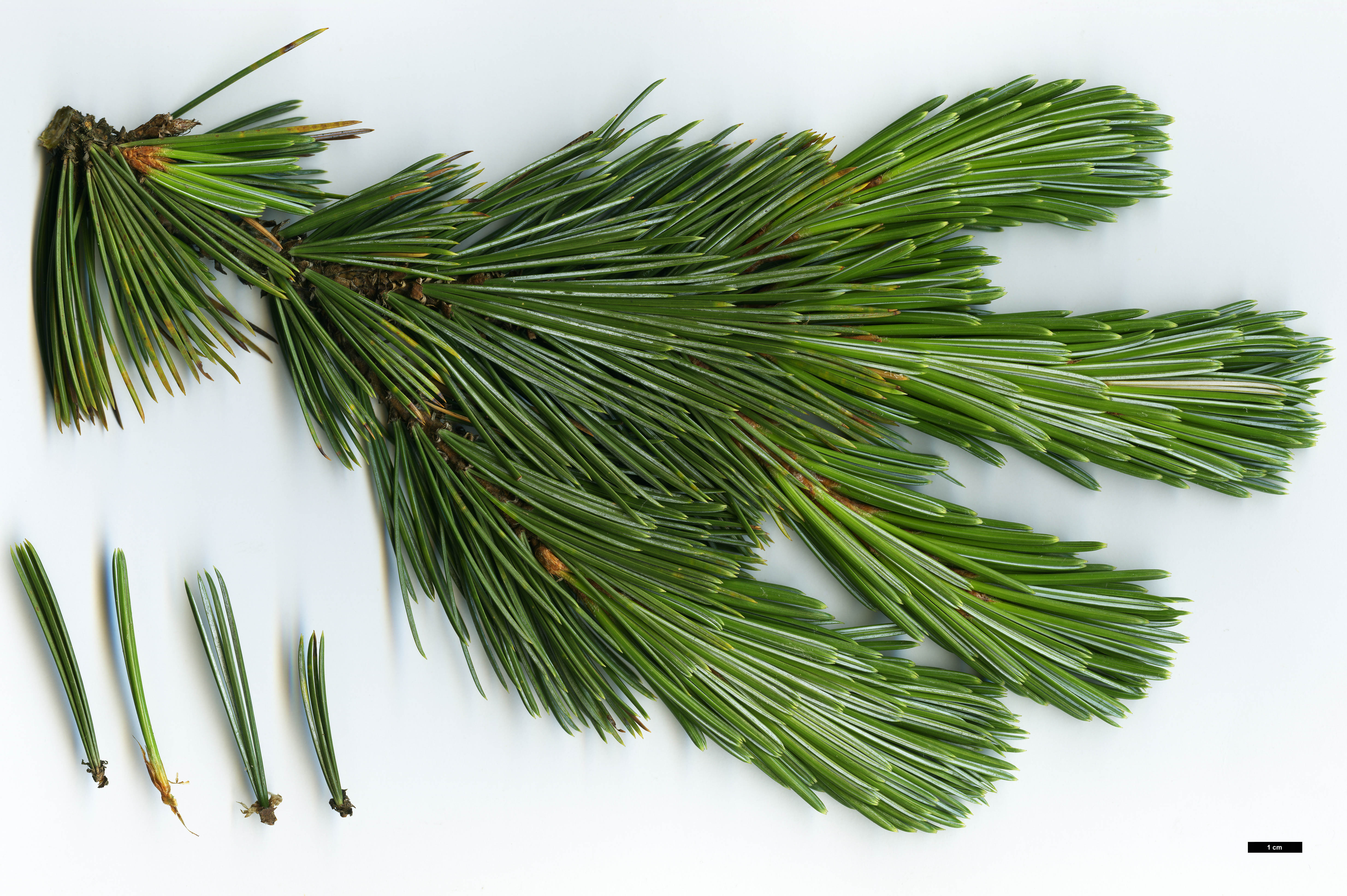 High resolution image: Family: Pinaceae - Genus: Pinus - Taxon: balfouriana - SpeciesSub: subsp. austrina